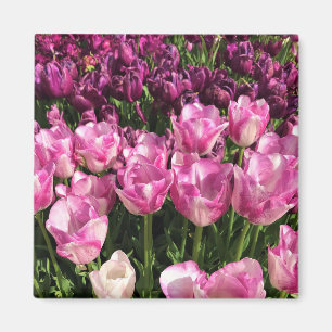 Purple & Pink Tulip Garden Bed, Oregon Magnet