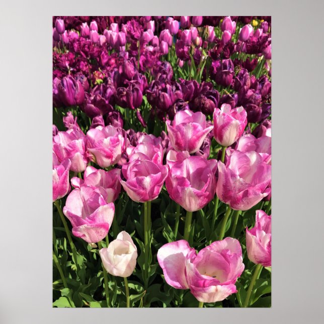 Purple & Pink Tulip Garden Bed, Oregon Poster (Vorne)