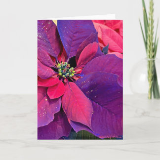 Purple Poinsettias Karte