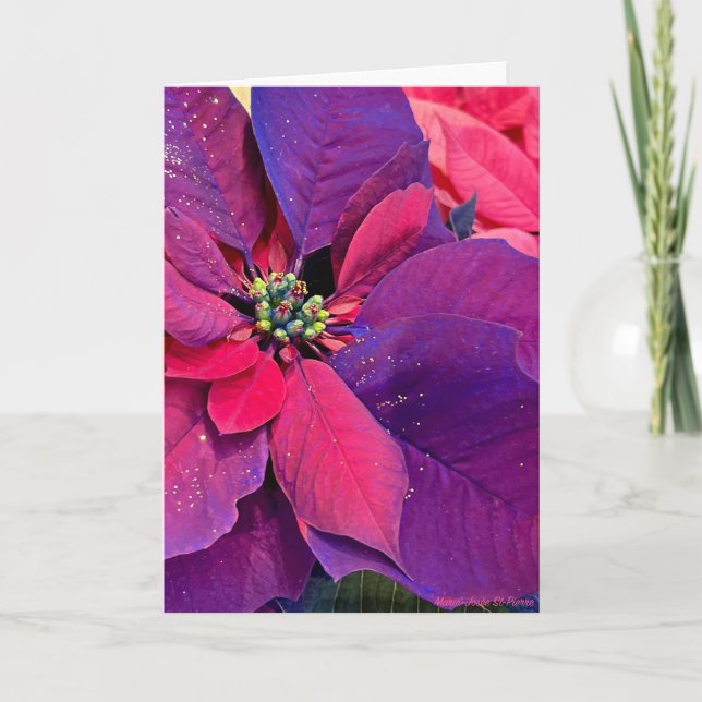 Purple Poinsettias Karte (Vorderseite)