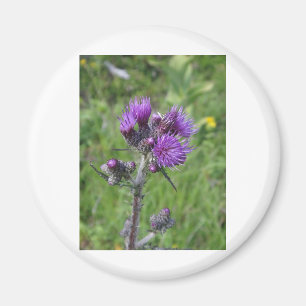 Purple Thistle Magnet