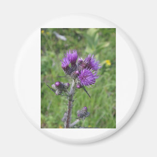 Purple Thistle Magnet