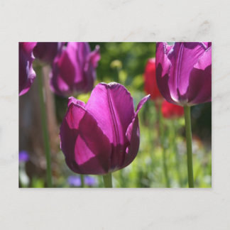 Purple Tulips 2007 Postkarte