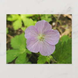 Purple Wild Geranium Michigan Wildflower Postcard Feiertagspostkarte