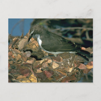 Purplebuder Sunbird Postkarte