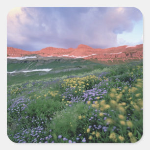 Purpur-Erigeron (Erigeron peregrinus) und Gelb Quadratischer Aufkleber