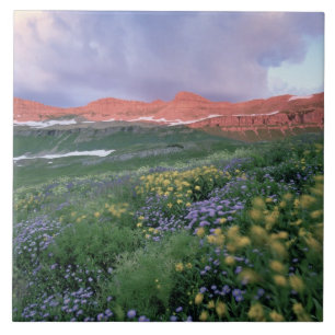 Purpur-Fleabane (erigeron peregrinus) und Gelb Fliese