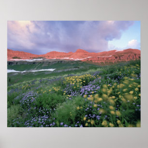 Purpur-Fleabane (erigeron peregrinus) und Gelb Poster