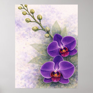 Purpur-Orchideen-Duo-Blüten-Botanik Poster
