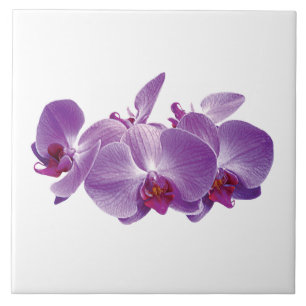 Purpur-Orchideen-Trio Fliese