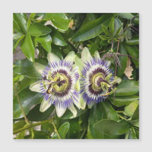 Purpur-Passion-Blumen-Postkarte Magnetkarte