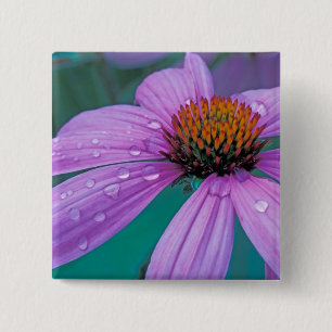 Purpur-Schwarzwurzel-Blume mit Wassertropfen Button