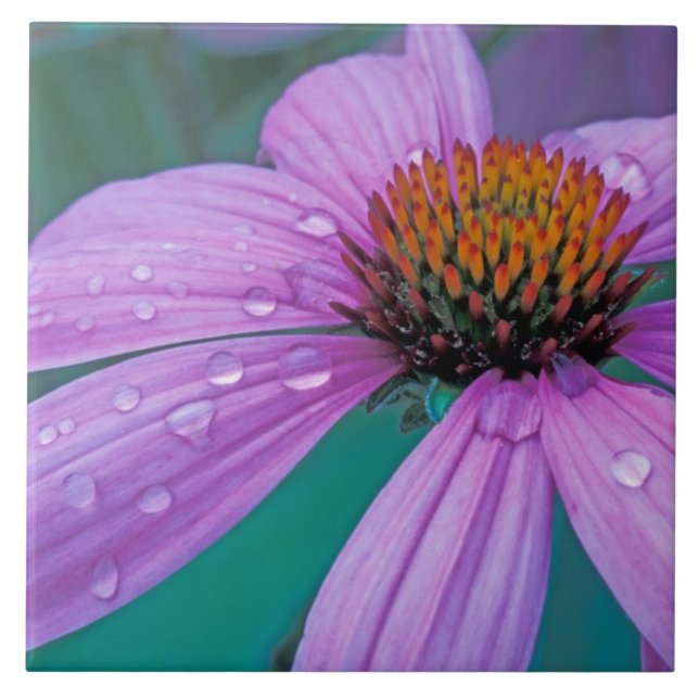 Purpur-Sonnenhut-Blume mit Wassertropfen Fliese (Vorderseite)