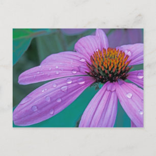Purpur-Sonnenhut-Blume mit Wassertropfen Postkarte