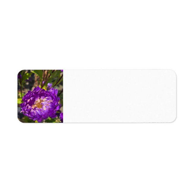 Purpurblumen (Vorne)