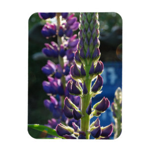 Purpurblumen Foto Magnet