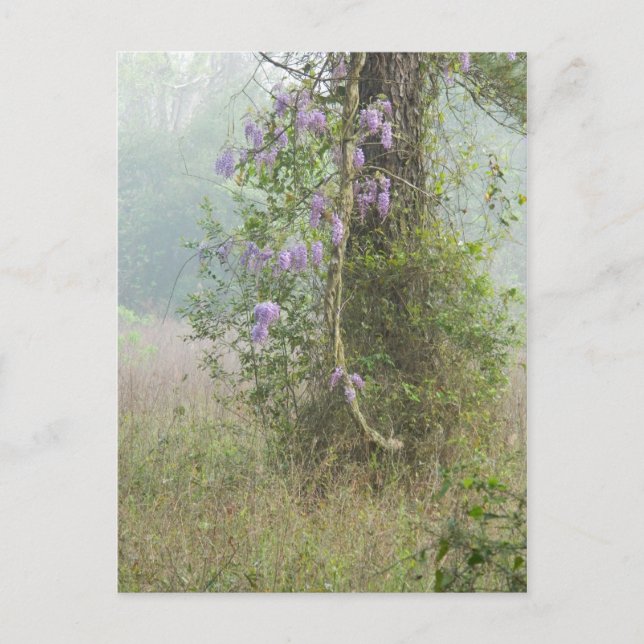 Purpurblumen im Wald Postkarte (Vorderseite)