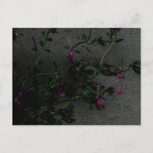 Purpurblumen mit tiefen Schatten Postkarte