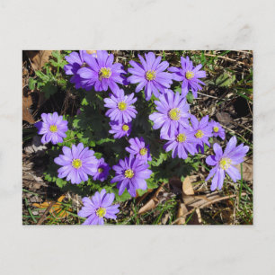 Purpurblumen Postkarte