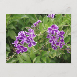 Purpurblumen Postkarte