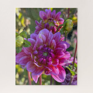 Purpurrote Dahlie, Oakland Puzzle