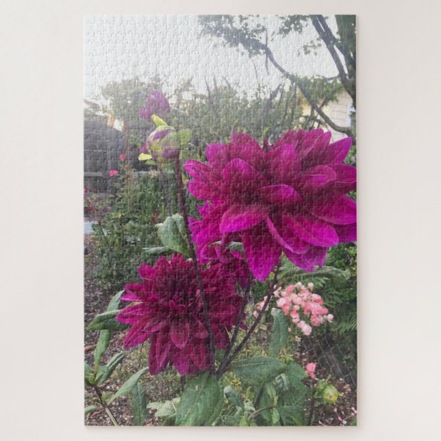 Purpurrote Dahlie, San Mateo Puzzle (Vertikal)