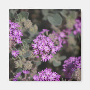 Purpurverbena Coachella Valley Wildlife Preserve Magnet