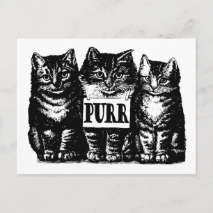 Purr Kittens Postkarte