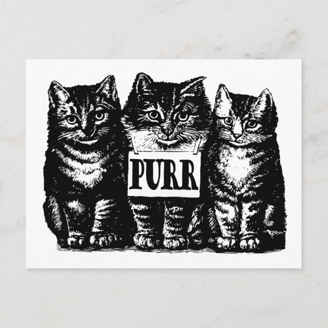 Purr Kittens Postkarte (Vorderseite)