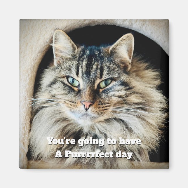 Purrfect Day Magnet (Vorne)