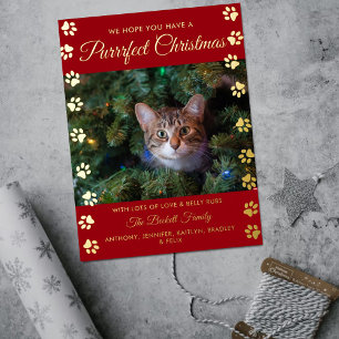 Purrffect Weihnachten   Cat Foto Real Folien Feiertagspostkarte