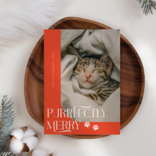 Purtly Merry Cat Foto Red Christmas Feiertagskarte