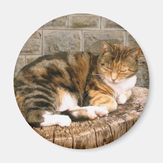 Pussels - Katze auf einem Stumpf Magnet (Vorne)