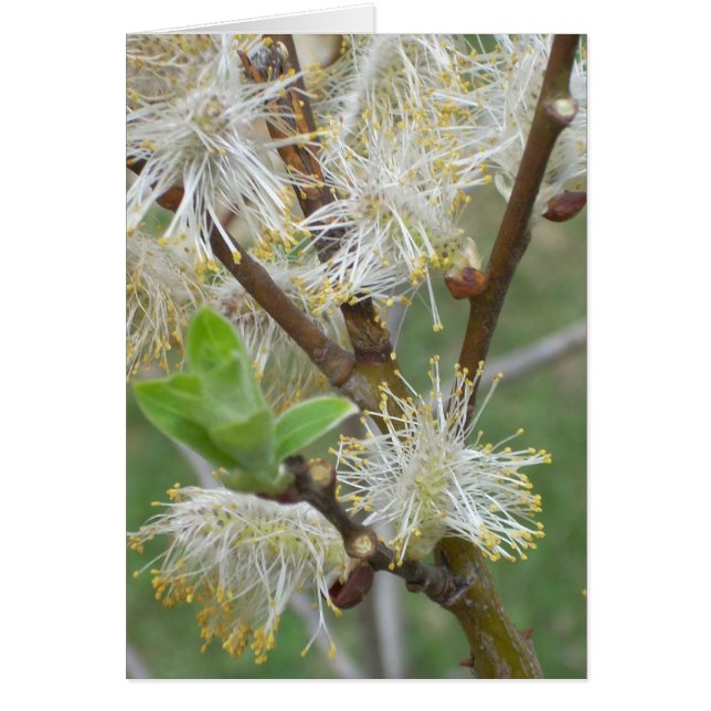 Pussy-Weiden (Vorne)