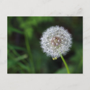 Pusteblum Postkarte