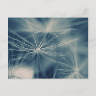 Pusteblum Postkarte