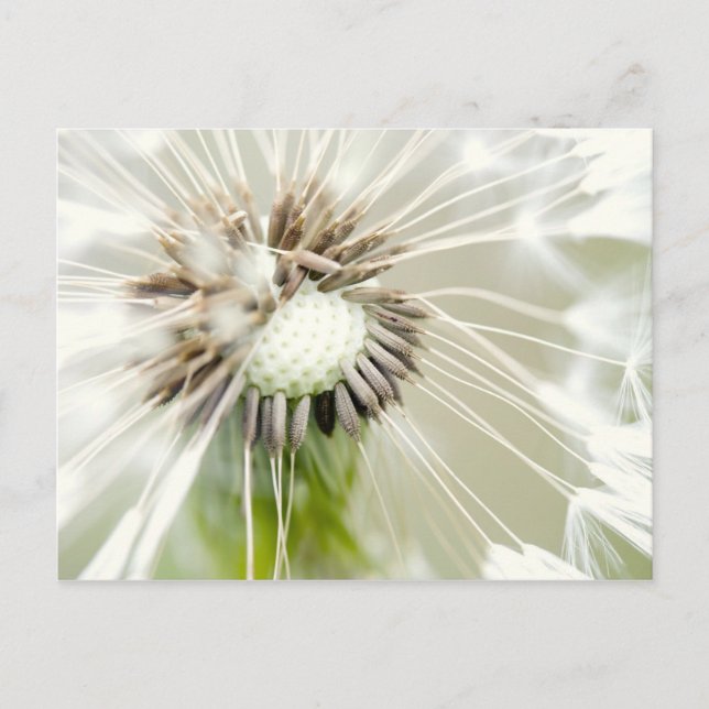 Pusteblum Postkarte (Vorderseite)