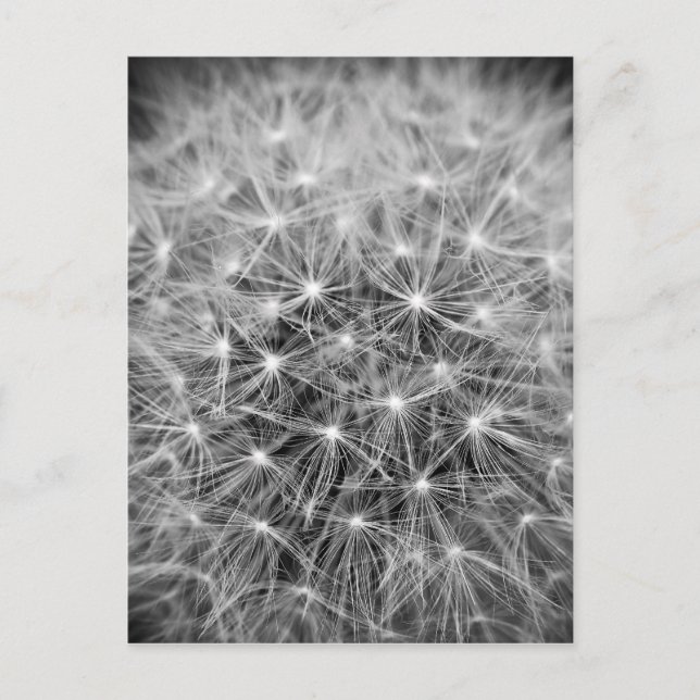 Pusteblum Postkarte (Vorderseite)