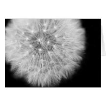 Pusteblume