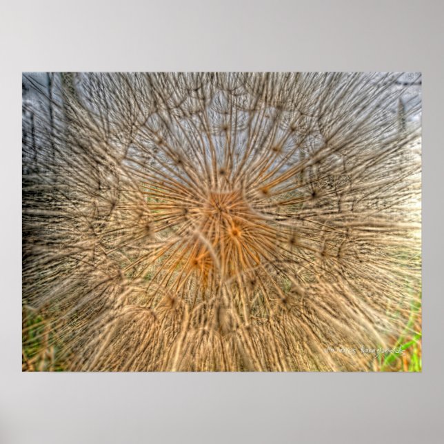 pusteblume 2007 poster (Vorne)