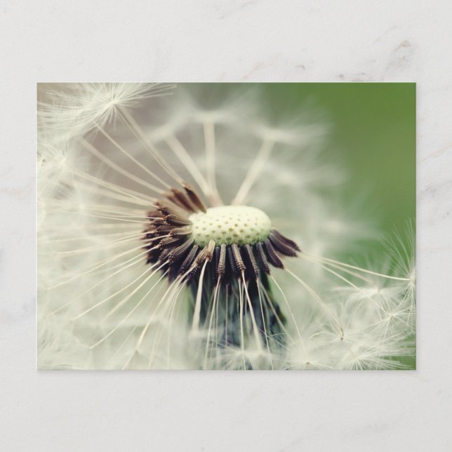 Pusteblume 2013 3 postkarte (Vorderseite)