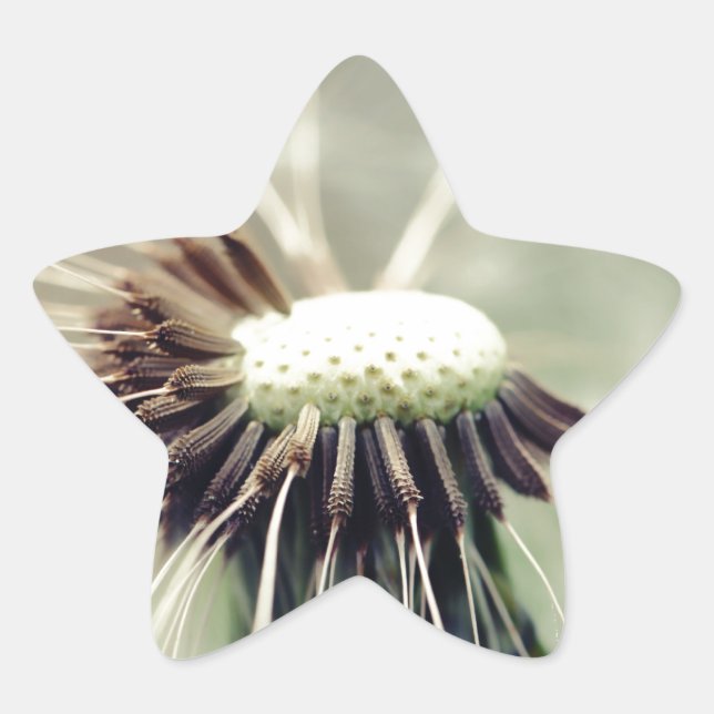 Pusteblume 2013 3 Stern-Aufkleber (Vorderseite)