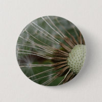 pusteblume