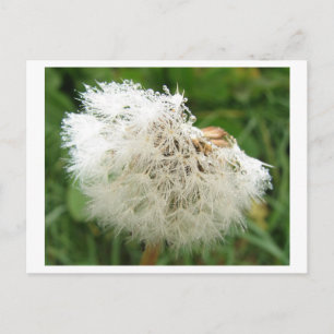 Pusteblume mit Morgentau Postkarte
