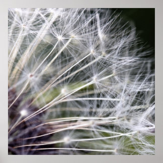 Pusteblume Poster