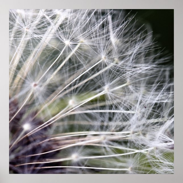 Pusteblume Poster (Vorne)