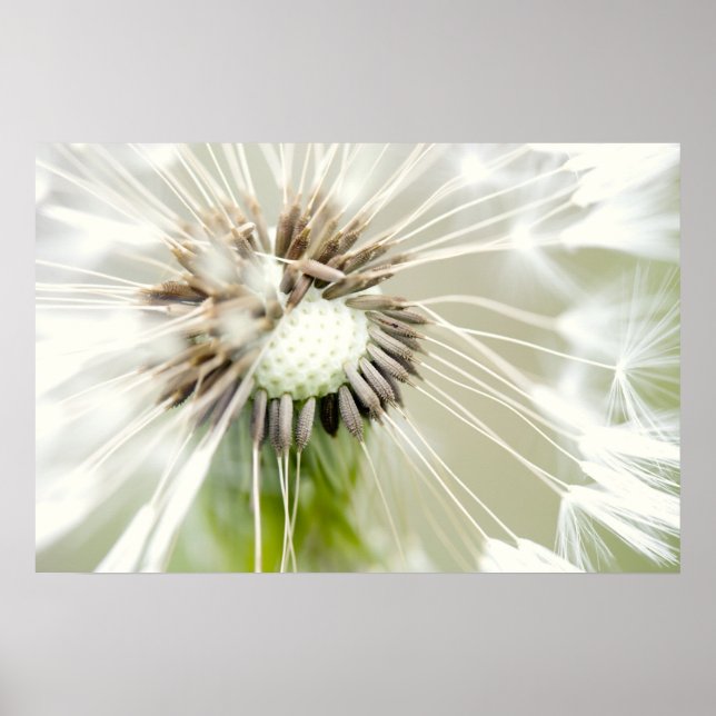 Pusteblume Poster (Vorne)