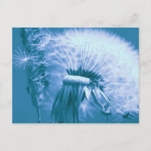 Pusteblume Postkarte