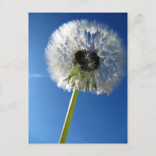 Pusteblume Postkarte