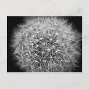 Pusteblume Postkarte